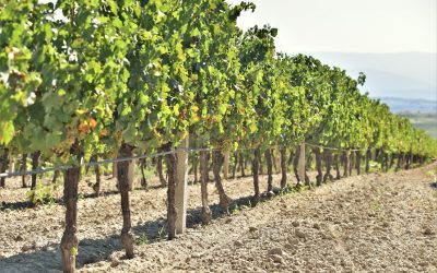 Samo uz naučni pristup do održivog vinogradarstva otpornog na klimatske promene